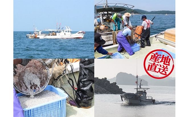 【訳あり品を瞬間凍結】釜あげシラス 200g×4パック 魚貝類 