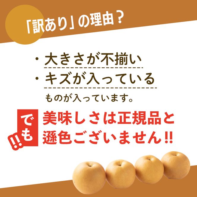 【2026年先行予約】【訳あり】梨 福袋 5kg