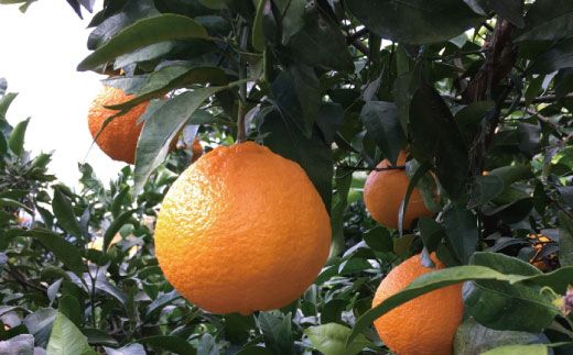 有田育ちの濃厚不知火(家庭用)(通称デコポン) 10kg+200g(傷み補償分) ※2027年1月下旬～3月下旬に順次発送 ※北海道・沖縄・その他離島地域は発送不可 【ard010-c-10B】
