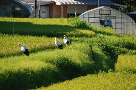 有機JAS認証米「おおきに大地米」5kg　DE00148