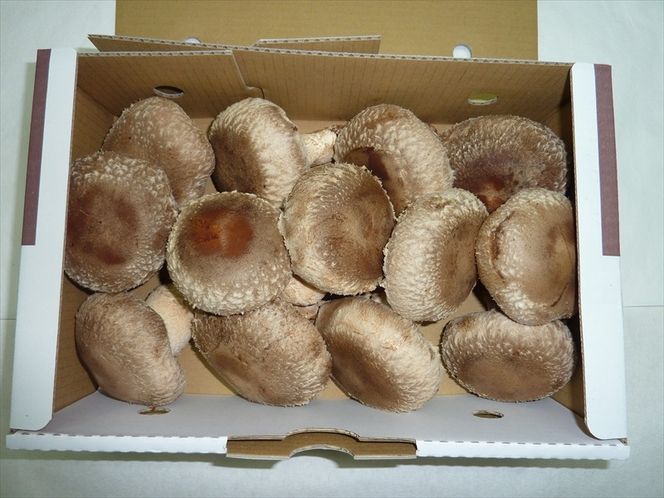 肉厚しいたけ“さくらてんけいこ家族(規格外)”１ｋｇ　≪シイタケ きのこ キノコ 野菜≫