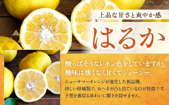 訳あり はるか 2.5kg M～2Lサイズおまかせ 高石垣ファーム   K018