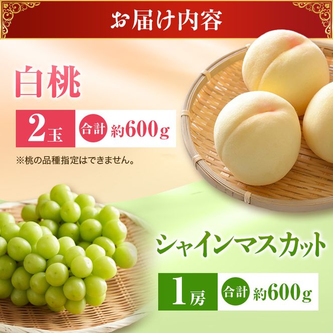 【2027年先行受付】 白桃 シャインマスカット 晴王 約1.2kg セット 桃 2玉 ぶどう 1房 岡山県産  御中元 ギフト 御礼 プレゼント 御礼 御祝 御供 果物 くだもの フルーツ もも モモ 葡萄 ブドウ