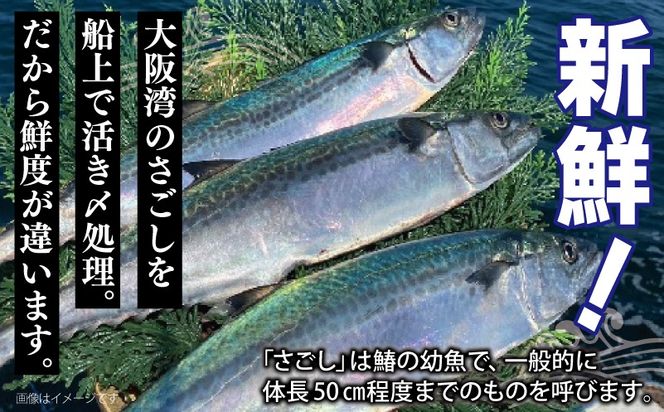 099H3890-1 さごしフィレ 合計1kg以上 【小分け 切り身 海産 魚 お弁当 焼き魚 冷凍 惣菜 焼くだけ 訳あり サイズ不揃い 圧倒的企業努力】