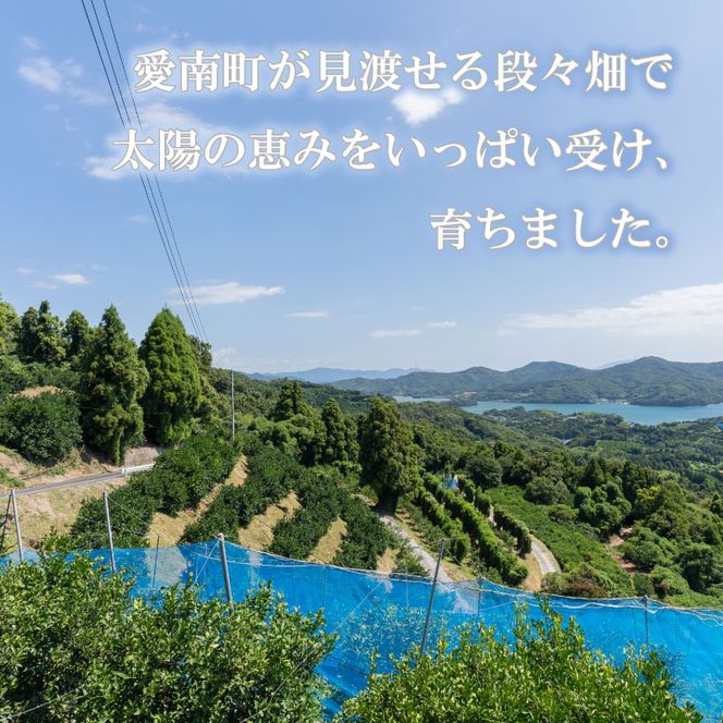 【先行予約】 レモン 約 1.5kg 12個 檸檬 フルーツ 果物 くだもの 柑橘 国産 新鮮 減農薬 ノンワックス 防腐剤 不使用 皮ごと 牡蠣 かき 魚 さかな 肉 にく スイーツ パスタ みかん 蜜柑  愛媛県 愛南町