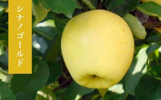  長野県産 季節の旬のりんご 約3kg 6～12玉［小布施屋］ りんご 林檎 リンゴ  果物 フルーツ 令和7年産 【2025年10月～2026年2月発送】 ［H-72］