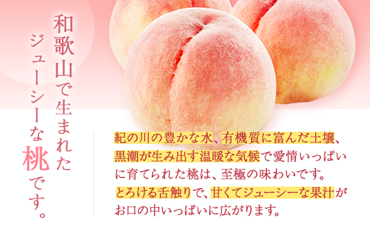 【農園直送】朝採れの和歌山の桃　約4kg・秀品【2026年度発送分】｜ モモ 国産 フルーツ お取り寄せ ギフト
