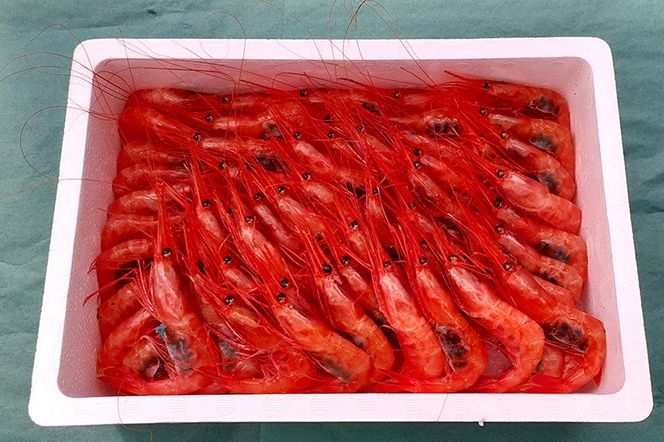 《先行受付 2026年4月上旬より発送》産地直送 ナンバンエビ 約1kg！ ぷりっぷりでとろける甘さ お刺身や海鮮丼に 秋田県 男鹿市 萬漁水産|23_mgs-051001