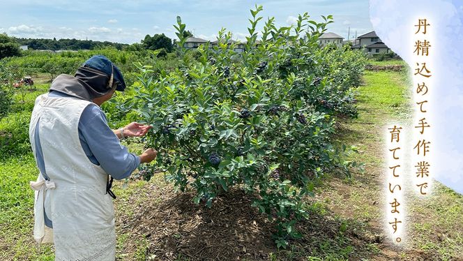 【 数量限定 】 冷凍 完熟 ブルーベリー 700g と ピンクレモネード 350g の 詰合せ セット 食べ比べ (1パックあたり 350g )  ベリー 甘い 甘酸っぱい 完熟 新鮮 フルーツ 果物 くだもの 贈り物 贈答 ギフト 国産 茨城 農園 産地直送 [AL004us]