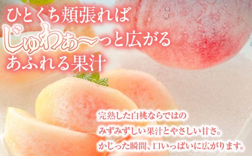 白桃 約2kg（6～8玉）和歌山県産 厳選 化粧箱入り ｜ 白鳳・清水白桃・川中島・もも・はくとう【化粧箱入り】 ※北海道・沖縄・離島への配送不可 ※2026年7月上旬～7月下旬頃に順次発送予定