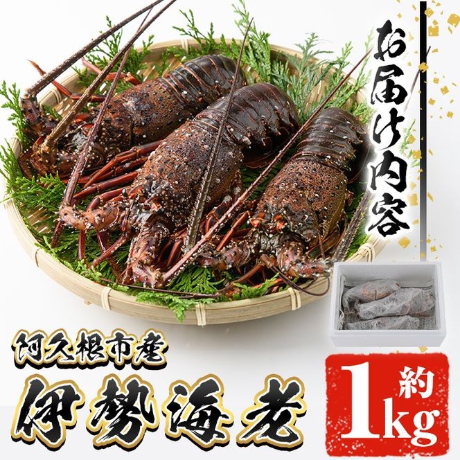 伊勢海老(約1kg) 国産 阿久根市 伊勢海老 海老 エビ えび イセエビ 海鮮 海産物 海の幸 刺身 新鮮 急速冷凍【松永青果】akn053-36