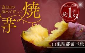 富士山の湧水で育った焼きいも　　やきいも いも お芋 サツマイモ さつまいも 紅はるか 