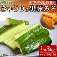 【0105905a】＜数量限定＞朝採れ！新鮮！きゅうり(3kg) と物産館おススメ黒豚みそ(計240g・120g×2種) セット キュウリ 採れたて 野菜 鹿児島黒豚 【東串良物産館ルピノンの里】