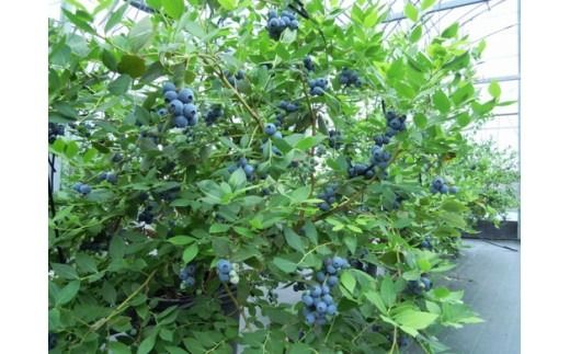 美浜町産大粒ブルーベリー食べ比べセット6品種以上 『8パック入り』 ※2026年6月中旬～6月下旬頃に順次発送予定