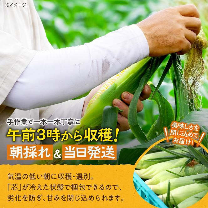 先行受付！【2026年8月頃～発送開始！】北海道十勝清水町産 恵味 サイズ混合 10本 北海道産 2026年 とうもろこし とうきび 産直 産地直送 清水町 北海道_S041-0011