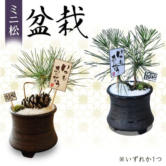 ミニ松 盆栽 | 盆栽 松 観葉植物 インテリア 癒し プレゼント ギフト 敬老の日 誕生日 お祝い 送料無料 岐阜 瑞穂市 はなのかファーム ※2026年6月～発送