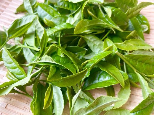 ※七宗のお茶農家さんが作ったお茶◇