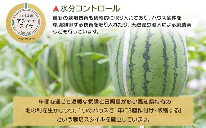 スイカ 江本農園の初夏のアンテナスイカ1玉 数量限定 のし 熨斗 高知県産 果物 くだもの フルーツ すいか 西瓜 スイカ 糖 完熟 甘い みずみずしい 瑞々しい ハウス栽培  em-0033