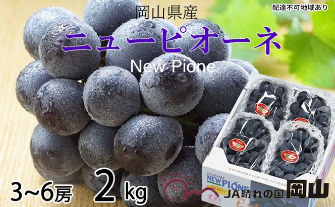 ぶどう 2026年 先行予約 ニュー ピオーネ 3房～6房 約2kg ブドウ 葡萄  岡山県産 国産 フルーツ 果物 ギフト 果物類 