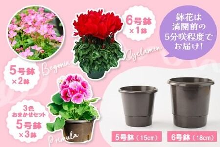 【先行受付9月より発送 数量･期間限定】鉢花 3回定期便 (9月・11月・1月お届け)【鉢花 ふるさと納税 定期便】(H069117)