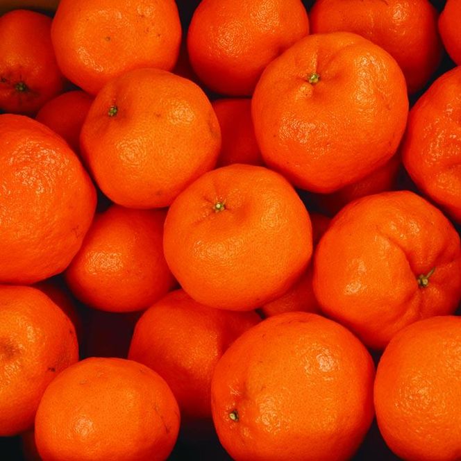 ＜1月より発送＞家庭用 ポンカン5kg+250g（傷み補償分）
