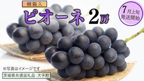 【桐箱入り】 ピオーネ ２房 【2026年7月上旬発送開始】(茨城県共通返礼品：大子町)ブドウ ぶどう 葡萄 ピオーネ 果物 フルーツ 果実 贈答用 贈り物 ギフト プレゼント 