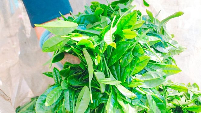 【数量限定】農林水産大臣賞受賞工場謹製のお茶と白米得得セット　[AE006ya]