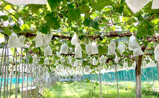 岡山県産 シャインマスカット 約1kg(2房) ・ オーロラブラック 約1kg(2房) 果物 フルーツ ぶどう ブドウ 葡萄 国産 岡山