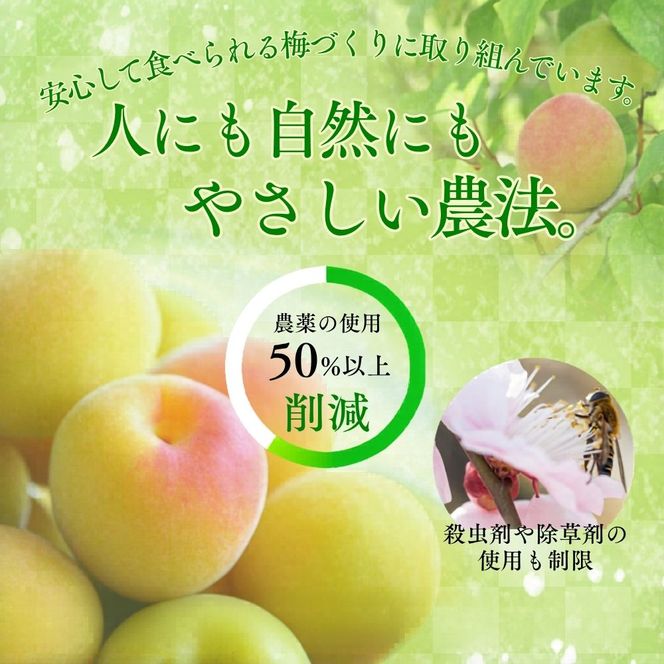 【梅干し 紀州南高梅 はちみつ】 無添加 訳あり はちみつ梅干 1kg（500×2） 紀州梅香 / 塩分6％ 和歌山 梅干し 紀州南高梅 南高梅 梅干 梅 うめ 肉厚 お米 おにぎり 焼酎【baiko001A】
