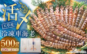 天草産 活〆冷凍 車海老 500g（特大） 12～14尾 車えび 車エビ えび 海老 エビ 冷凍 国産 熊本県 上天草市【2025年11月下旬発送開始】