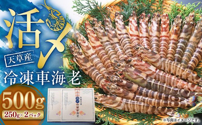 �y�F�{����V���s�z�V���Y ���Y�Ⓚ �ԊC�V 500g�i����j 12�`14�� �Ԃ��� �ԃG�r ���� �C�V �G�r �Ⓚ ���Y �F�{�� ��V���s�y2025�N11�����{�����J�n�z