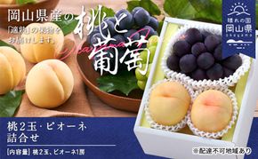 桃 ぶどう 2026年 先行予約 果物 詰合せ 白桃 晩生種 2玉 ニュー ピオーネ 1房 合計約1.0kg もも 葡萄 岡山県産 国産 フルーツ 果物 ギフト