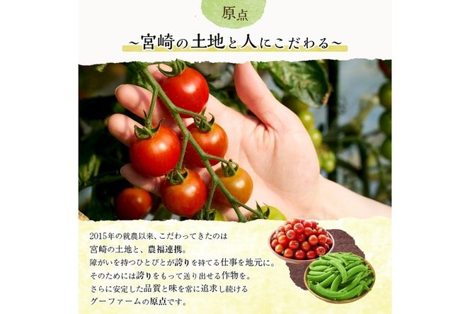 ＜先行予約受付中！2026年2月下旬～4月上旬の間に発送予定＞＜期間限定＞ミニトマト(約1.5kg)とスナップエンドウ(約1kg)野菜 とまと えんどう豆 フルーツトマト サンチェリーピュア ダルタリー アイコ サラダ【GF-3】【グーファーム】
