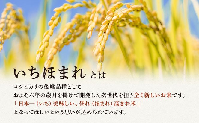 米 いちほまれ 10kg 精米 白米 お米 米 おこめ こめ コメ ご飯 ブランド米 令和7年産 福井 福井県 若狭町