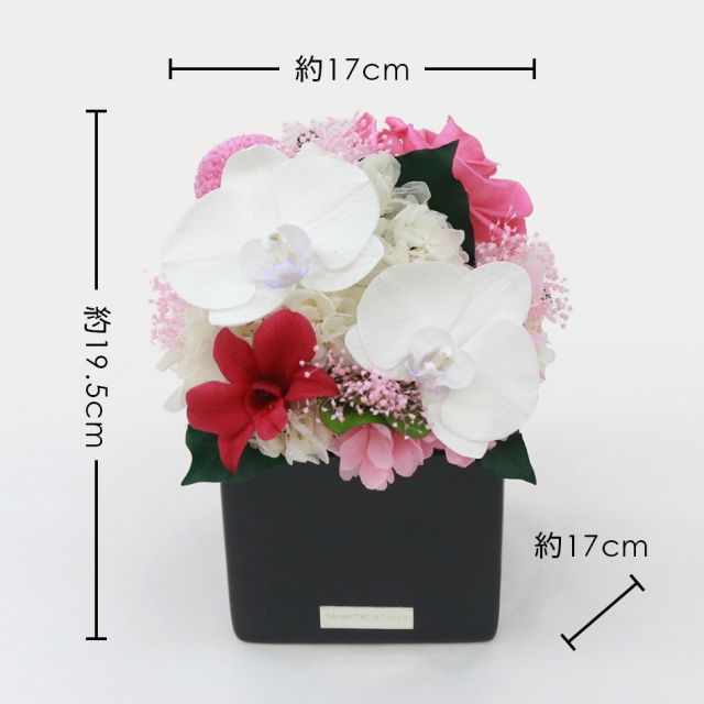 胡蝶蘭キューブM 花 お花 プリザーブドフラワー ギフト プレゼント お祝い 誕生日 お供え アレンジ インテリア 東京都 墨田区