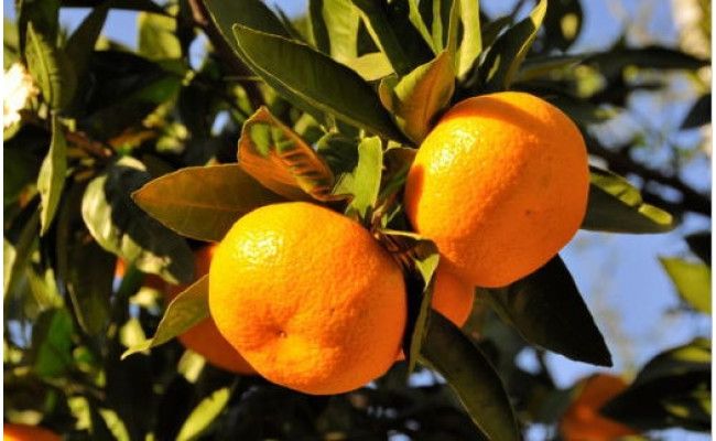 【産直・秀品】和歌山下津みかん 約6kg（2Lサイズ）