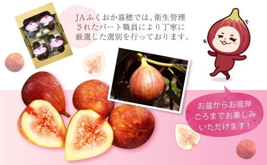 JAふくおか嘉穂 いちじく とよみつひめ 秀品 300g（3～5玉）×4パック 計1.2kg 【2026年8月上旬～10月下旬発送予定】