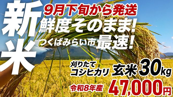 ★新米 先行予約★ 令和8年産 コシヒカリ 玄米 30kg  茨城県つくばみらい市産 ｜ 米 コメ 単一米 コスパ 茨城県産 国産 単一原料米 こしひかり お米