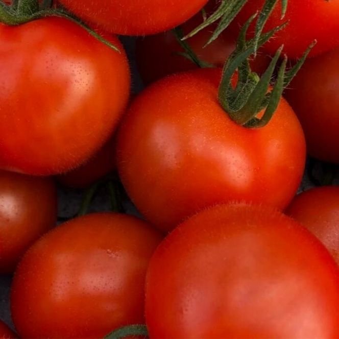 鈴鹿山麓トマト「ハウス桃太郎」、「レッドオーレ」、「カラフルミニ」の3種詰め合わせ（合計2kg入り）【トマト ミニトマト 採れたて 自然 栽培 水耕栽培 野菜 甘い あまい おいしい 美味しい 三重県 四日市市 ふるさと納税】