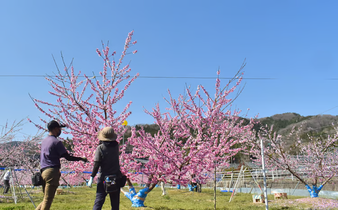 しっかりとした果肉「さくら白桃」ご家庭用 5-8玉 (岡山県産)【KF-A025-01】