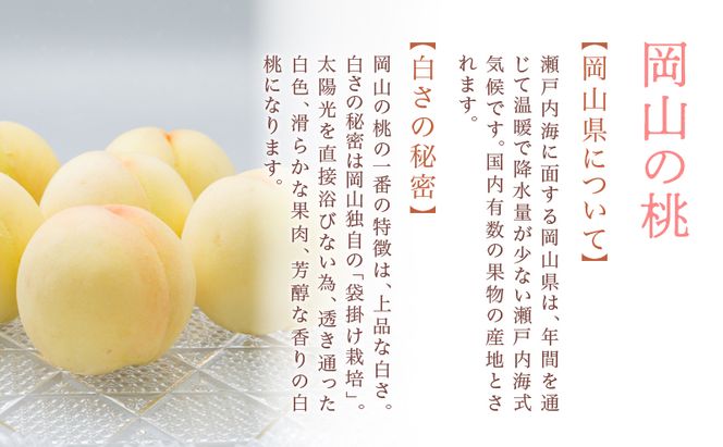 桃 2026年 先行予約 岡山 白桃 8玉（合計1.7kg以上）化粧箱入り もも モモ 岡山県産 国産 フルーツ 果物 ギフト 