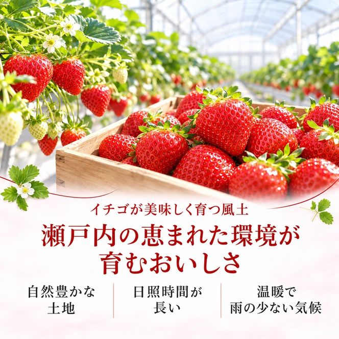 いちご さぬきひめ 1kg 大粒 高糖度 糖度 酸味 冷蔵 デザート スイーツ 贈答用 プレゼント 手土産 お祝い 苺 さぬき姫 ストロベリー フルーツ 果物 家庭用 自宅用 お取り寄せ 五色青果 香川県 東かがわ市 46312762◆