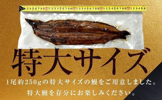 015B385-1d 【7/26土用の丑の日】五郎藤 関西風地焼き 国産有頭旨鰻 250g×2尾 計約500g 【贈答用 特大 うなぎ ウナギ 蒲焼き 炭火】