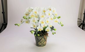 綺麗で丈夫な三河陶器で贈る光触媒胡蝶蘭小輪３本立（グリーンの陶器×白色の花） H100-111