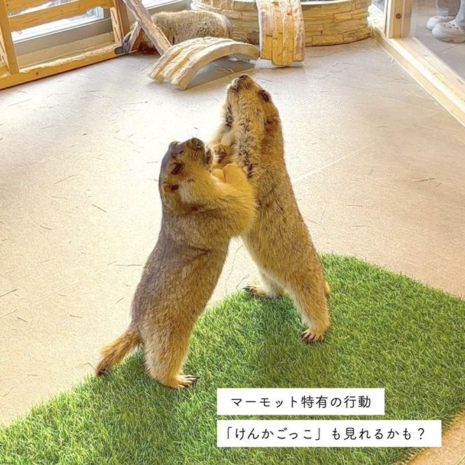 マーモット村大阪 体験チケット(ファミリーデープラン ワンドリンク＆お土産付き)｜カフェ 体験 動物 アニマルカフェ [2610]