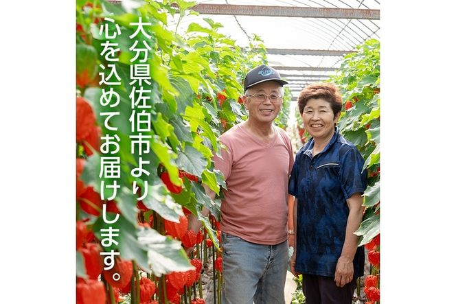 ＜先行予約受付中！お盆前頃に発送予定＞驚きの大きさ！ 宇目産ほおずき(5本・2L) 生花 お盆 仏花 鬼灯 お盆飾り お供え 盆 ホウズキ 盆 飾り 切花 切り花 大分県 佐伯市【BZ63】【清幸農園】