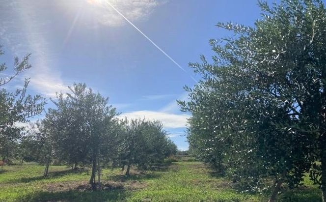 京都宮津 オリーブの樹のオーナー（3年間） チケット オーナー権 オリーブオイル 宮津産 100％ イタリア トスカーナ産 ブレンド ギフト 収穫 体験 石けん 関連商品 お届け