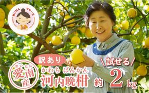 先行予約 訳あり 河内晩柑 2kg 5000円 みかん かわちばんかん わけあり ミカン mikan 愛南ゴールド あいなん ゴールド 家庭用 少量 お試し 文旦 グレープフルーツ 和製 家庭用 産地直送 国産 農家直送 期間限定 数量限定 先行 受付 事前 予約 ビタミン 特産品 ゼリー ジュース 人気 限定 さわやか 甘い フルーツ 果物 柑橘 蜜柑 規格外 あいなんマザーズ 愛南町 愛媛県