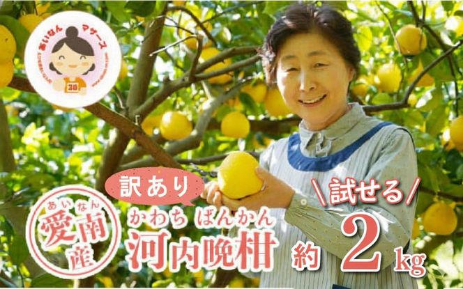 先行予約 訳あり 河内晩柑 2kg 5000円 みかん かわちばんかん わけあり ミカン mikan 愛南ゴールド あいなん ゴールド 家庭用 少量 お試し 文旦 グレープフルーツ 和製 家庭用 産地直送 国産 農家直送 期間限定 数量限定 先行 受付 事前 予約 ビタミン 特産品 ゼリー ジュース 人気 限定 さわやか 甘い フルーツ 果物 柑橘 蜜柑 規格外 あいなんマザーズ 愛南町 愛媛県
