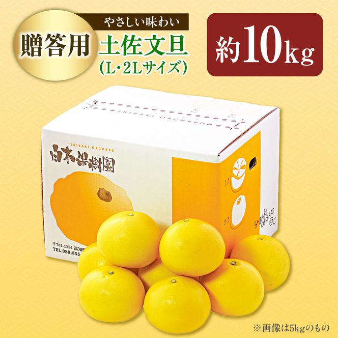 【先行予約】【果樹園直送】土佐文旦特選品贈答用　約10kg　L～2L　（20～25個）〈2027年2月中旬～3月中旬頃発送〉  /  果物 柑橘 フルーツ ぶんたん ブンタン 文旦 高知県 土佐市 お取り寄せ 産地直送 高知県 土佐市【白木果樹園】 [BQAI007]
